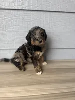 Belfry , a male Aussiedoodle for sale in Dewey-Humboldt, AZ – 6 of 6