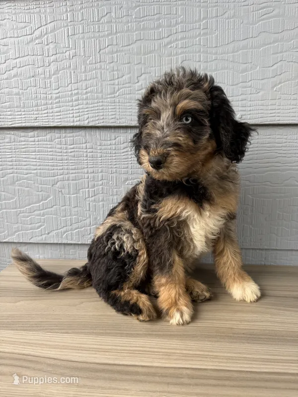 Belfry  – Aussiedoodle puppy for sale in Dewey-Humboldt, AZ