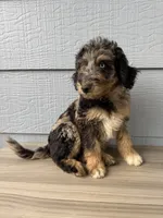 Belfry , a male Aussiedoodle for sale in Dewey-Humboldt, AZ – 1 of 8