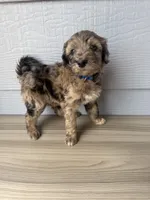 Theo, a male Aussiedoodle for sale in Dewey-Humboldt, AZ – 2 of 5
