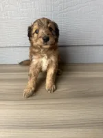 Luther, a male Aussiedoodle for sale in Dewey-Humboldt, AZ – 3 of 5