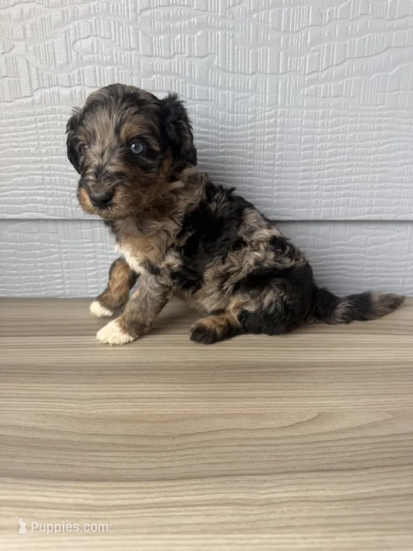Belfry  – Aussiedoodle puppy for sale in Dewey-Humboldt, AZ