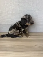 Belfry , a male Aussiedoodle for sale in Dewey-Humboldt, AZ – 5 of 6