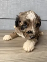 Hoss, a male Aussiedoodle for sale in Dewey-Humboldt, AZ – 1 of 5