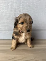 Kit, a female Aussiedoodle for sale in Dewey-Humboldt, AZ – 2 of 5