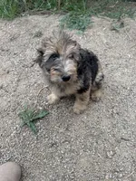 Gomer, a male Aussiedoodle for sale in Dewey-Humboldt, AZ – 5 of 5