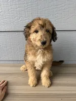 Luther, a male Aussiedoodle for sale in Dewey-Humboldt, AZ – 4 of 8