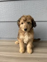 Luther, a male Aussiedoodle for sale in Dewey-Humboldt, AZ – 5 of 8