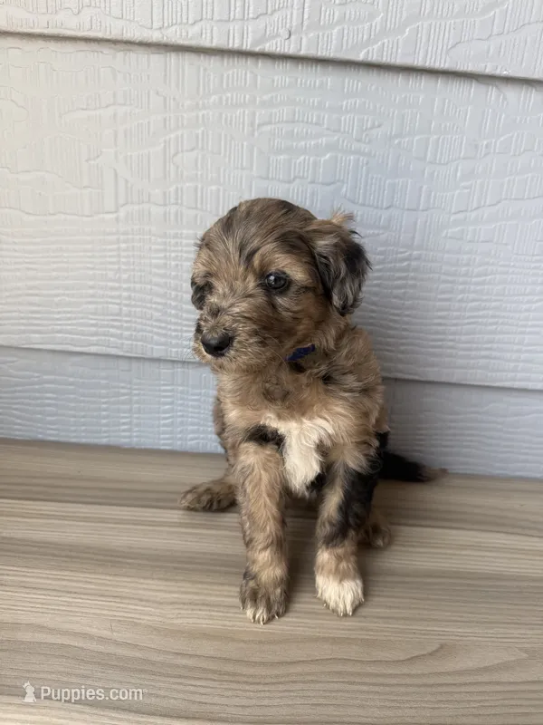 Theo – Aussiedoodle puppy for sale in Dewey-Humboldt, AZ
