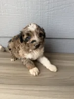 Hoss, a male Aussiedoodle for sale in Dewey-Humboldt, AZ – 2 of 5