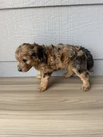Kit, a female Aussiedoodle for sale in Dewey-Humboldt, AZ – 3 of 5