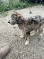 Theo, a male Aussiedoodle for sale in Dewey-Humboldt, AZ – 4 of 6