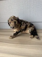 Cornflower, a female Aussiedoodle for sale in Dewey-Humboldt, AZ – 1 of 5