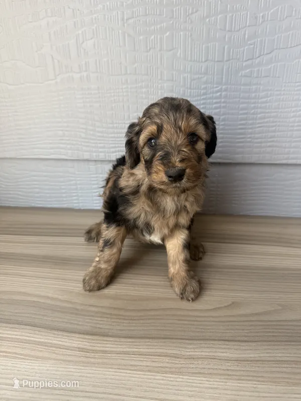 Gomer – Aussiedoodle puppy on hold in Dewey-Humboldt, AZ