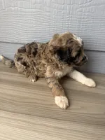 Hoss, a male Aussiedoodle for sale in Dewey-Humboldt, AZ – 5 of 5