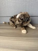 Hoss, a male Aussiedoodle for sale in Dewey-Humboldt, AZ – 3 of 5