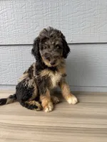 Belfry , a male Aussiedoodle for sale in Dewey-Humboldt, AZ – 2 of 8