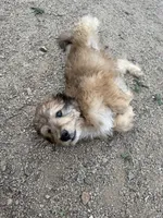 Luther, a male Aussiedoodle for sale in Dewey-Humboldt, AZ – 8 of 8