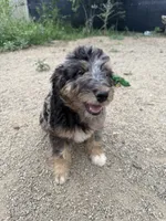 Belfry , a male Aussiedoodle for sale in Dewey-Humboldt, AZ – 8 of 8