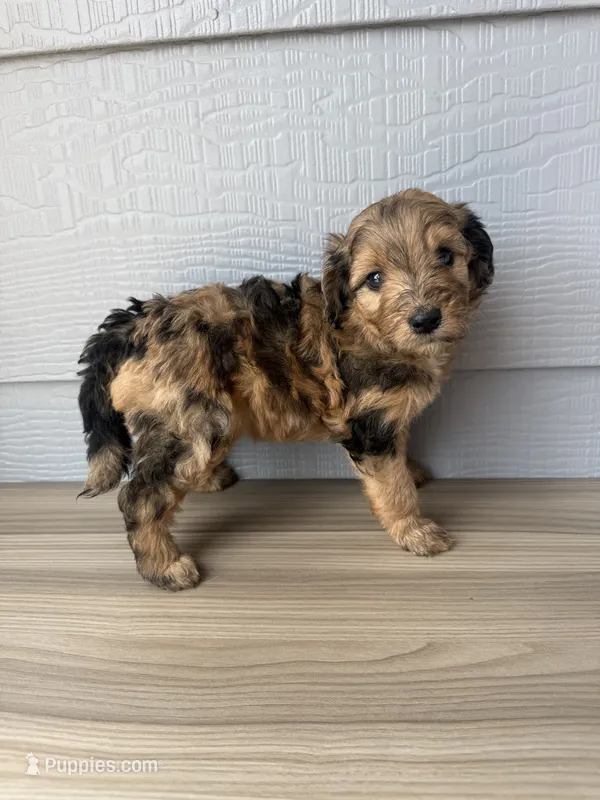 Kit – Aussiedoodle puppy for sale in Dewey-Humboldt, AZ