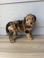 Kit, a female Aussiedoodle for sale in Dewey-Humboldt, AZ – 1 of 5