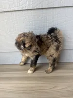 Theo, a male Aussiedoodle for sale in Dewey-Humboldt, AZ – 3 of 5