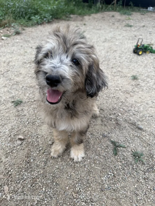 Theo – Aussiedoodle puppy for sale in Dewey-Humboldt, AZ