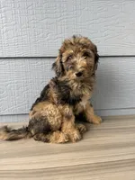 Gomer, a male Aussiedoodle for sale in Dewey-Humboldt, AZ – 4 of 5