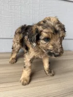 Cornflower, a female Aussiedoodle for sale in Dewey-Humboldt, AZ – 4 of 5