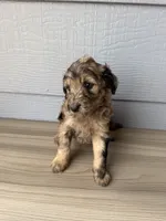 Cornflower, a female Aussiedoodle for sale in Dewey-Humboldt, AZ – 2 of 5