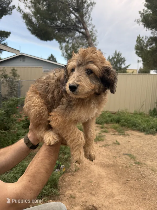 Luther – Aussiedoodle puppy for sale in Dewey-Humboldt, AZ