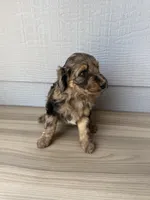 Gomer, a male Aussiedoodle for sale in Dewey-Humboldt, AZ – 2 of 4