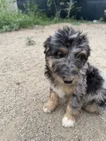 Belfry , a male Aussiedoodle for sale in Dewey-Humboldt, AZ – 7 of 8
