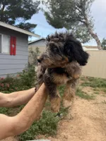 Belfry , a male Aussiedoodle for sale in Dewey-Humboldt, AZ – 6 of 8