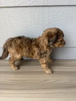 Luther, a male Aussiedoodle for sale in Dewey-Humboldt, AZ – 5 of 5