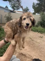 Luther, a male Aussiedoodle for sale in Dewey-Humboldt, AZ – 2 of 8