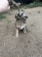 Theo, a male Aussiedoodle for sale in Dewey-Humboldt, AZ – 6 of 6