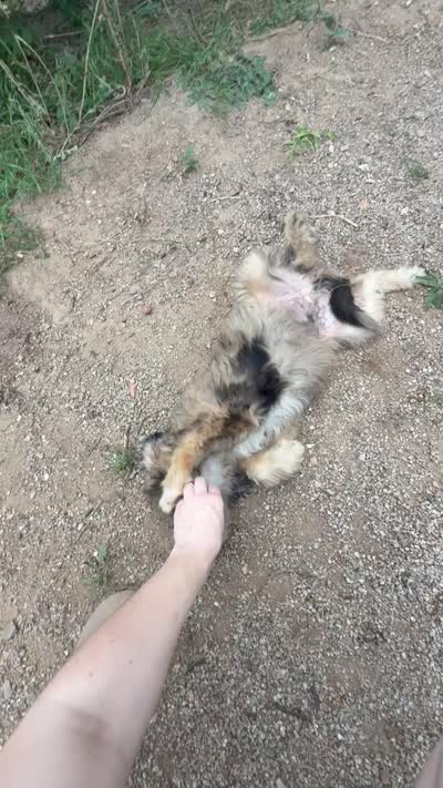 Theo, a male Aussiedoodle for sale in Dewey-Humboldt, AZ – 5 of 6