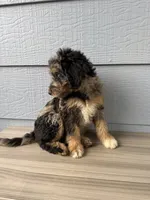 Belfry , a male Aussiedoodle for sale in Dewey-Humboldt, AZ – 4 of 8