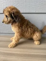 Luther, a male Aussiedoodle for sale in Dewey-Humboldt, AZ – 7 of 8