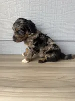 Belfry , a male Aussiedoodle for sale in Dewey-Humboldt, AZ – 4 of 6