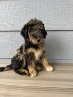 Belfry , a male Aussiedoodle for sale in Dewey-Humboldt, AZ – 5 of 8