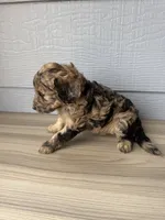 Cornflower, a female Aussiedoodle for sale in Dewey-Humboldt, AZ – 3 of 5