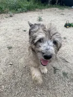 Theo, a male Aussiedoodle for sale in Dewey-Humboldt, AZ – 2 of 6