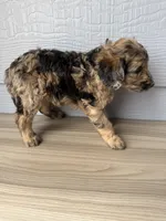 Cornflower, a female Aussiedoodle for sale in Dewey-Humboldt, AZ – 5 of 5