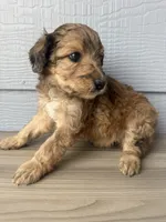 Luther, a male Aussiedoodle for sale in Dewey-Humboldt, AZ – 2 of 5
