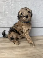 Theo, a male Aussiedoodle for sale in Dewey-Humboldt, AZ – 5 of 5