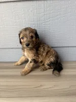 Kit, a female Aussiedoodle for sale in Dewey-Humboldt, AZ – 4 of 5