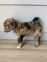 Theo, a male Aussiedoodle for sale in Dewey-Humboldt, AZ – 4 of 5