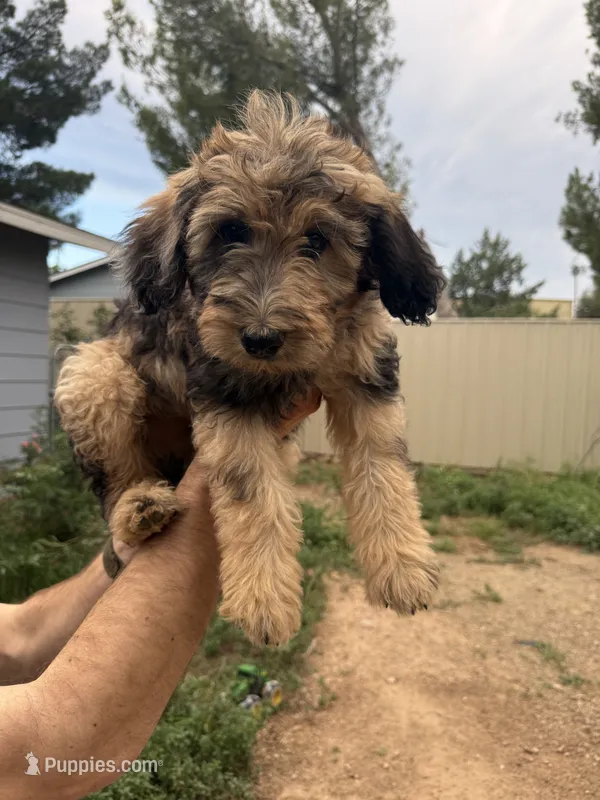 Gomer – Aussiedoodle puppy for sale in Dewey-Humboldt, AZ